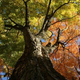 Illustration for article titled Shooting Challenge: Fall Leaves Gallery